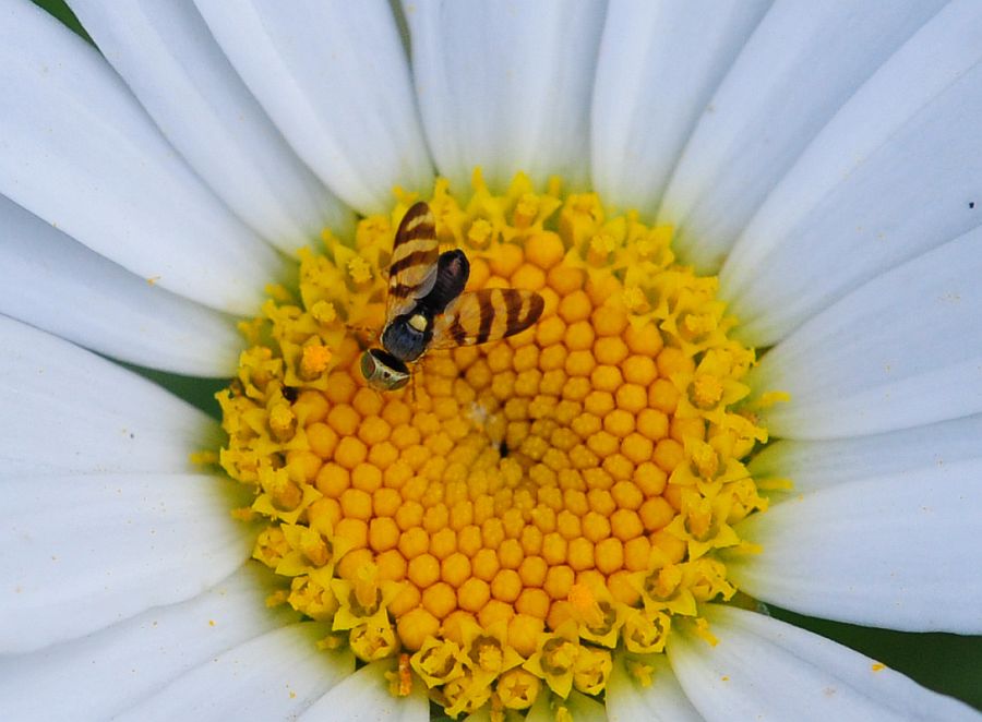 La vita in un fiore - seconda parte